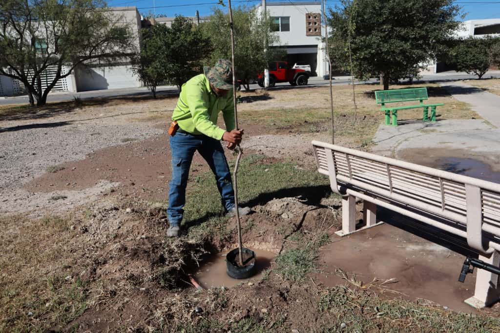 Intensifica Javier Díaz acciones de reforestación y limpieza integral en plazas públicas