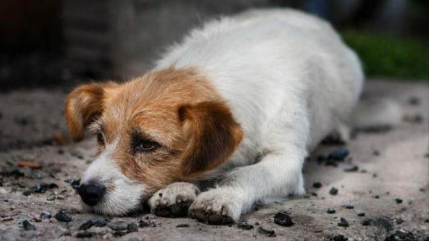 México lidera abandono de perros y gatos en América Latina