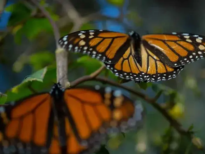 Llega a Michoacán la primera mariposa monarca con transmisor satelital