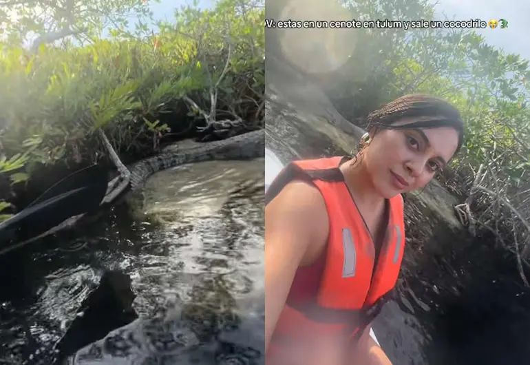 Turistas molestan a cocodrilo en manglar de Tulum; pensaban que estaba disecado | VIDEO