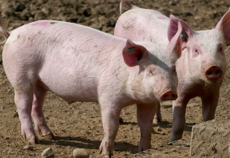 España confirma los dos primeros casos de peste porcina africana en décadas