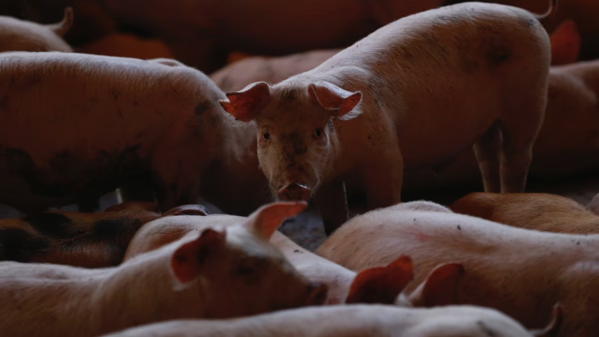 México suspende importación de carne de cerdo de España