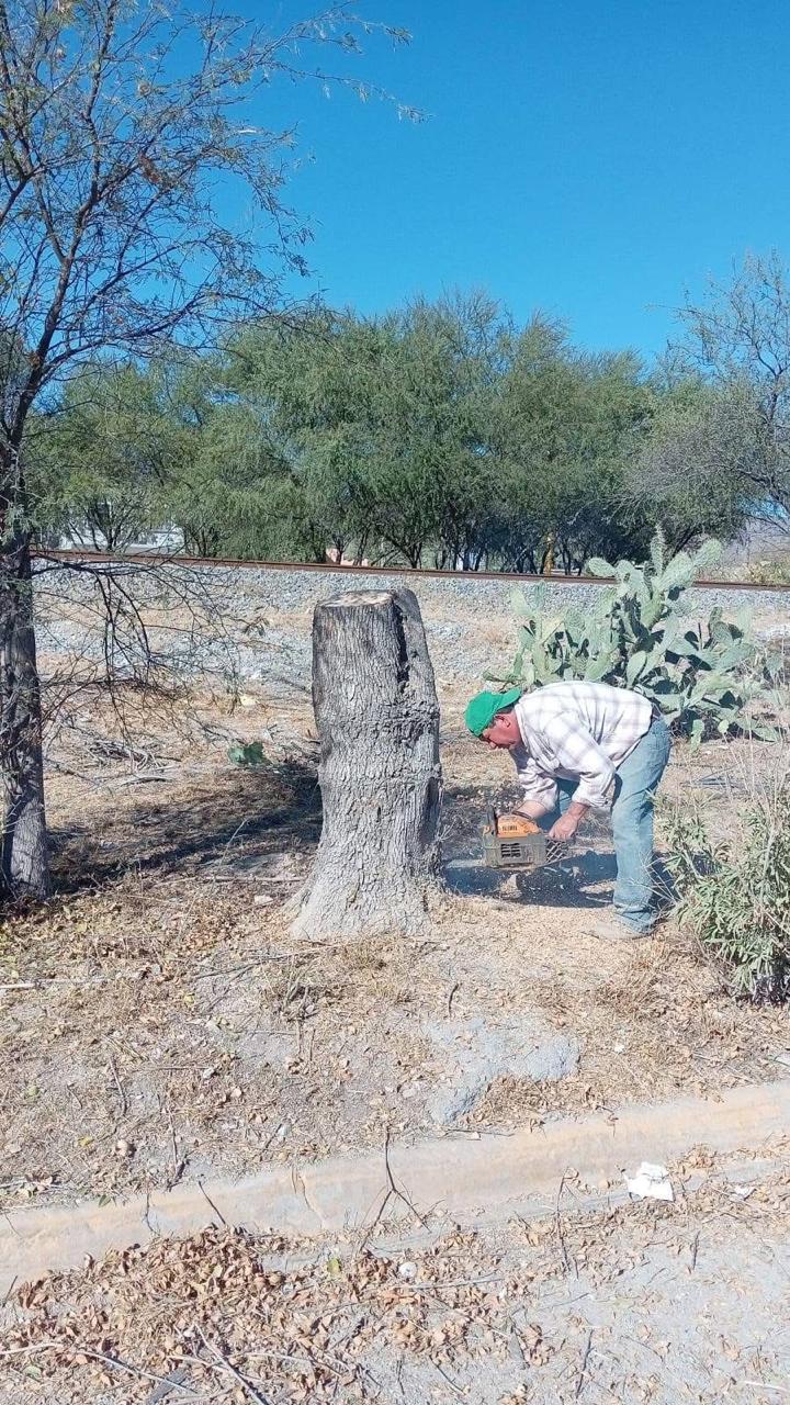 Intensifica Ecología poda y limpieza en áreas verdes