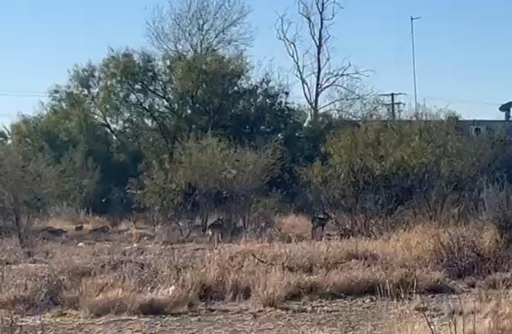 Sorprende presencia de tres venados en Sabinas