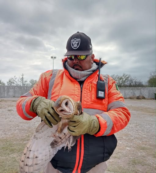 Resguarda Protección Civil lechuza en Muzquiz