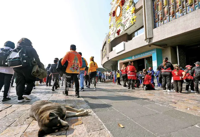 Han dejado 100 perros en inmediaciones de La Villa en dos días
