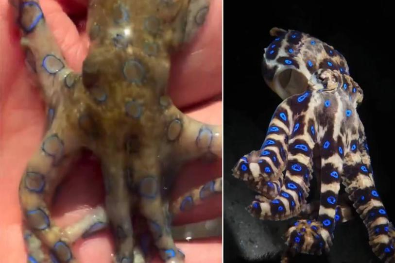 Turista agarra a pulpo de anillos azules… el más letal del mundo | VIDEO