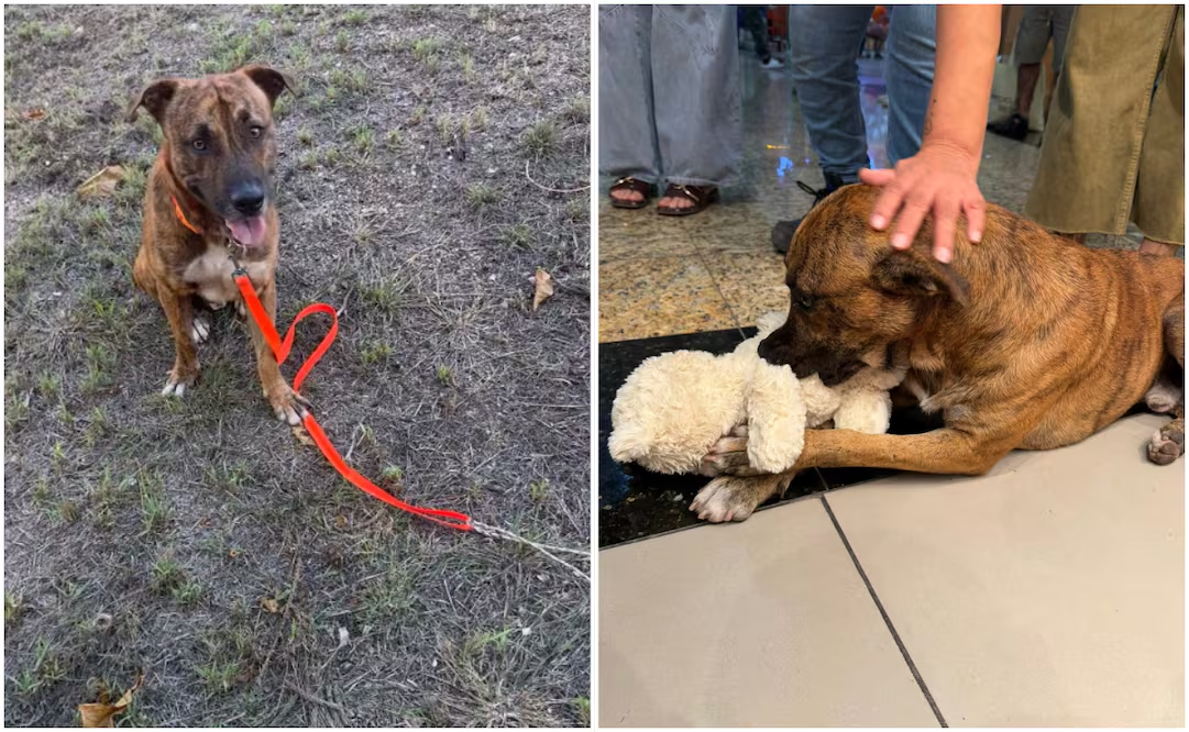 ¡Final feliz! Adoptan a perrito que «robó» peluche en tienda de Yucatán