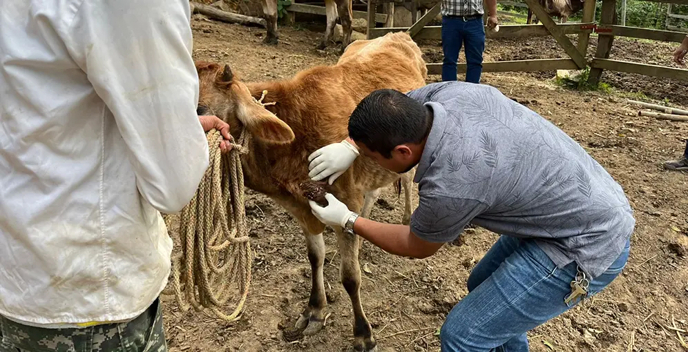 Alerta en Guerrero por caso de gusano barrenador en humanos
