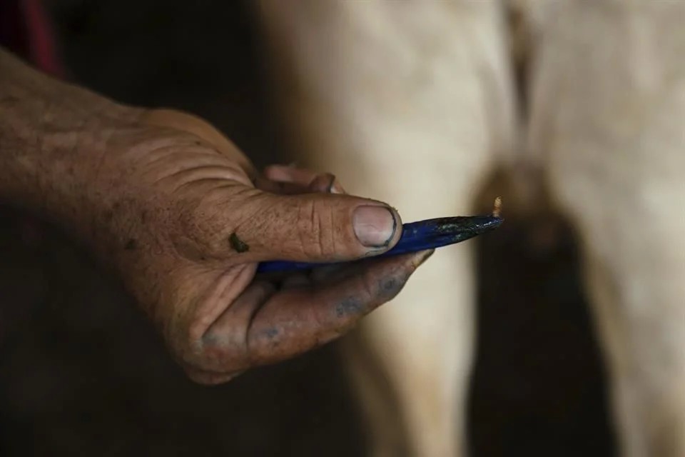 Suma Tamaulipas nuevo caso de gusano barrenador