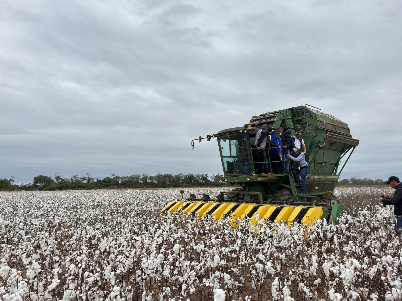 Caería 49% producción de algodón de México