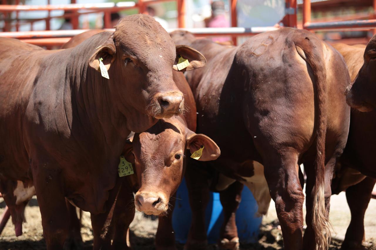 COAHUILA ATIENDE ALERTA SANITARIA POR RIESGO DE GUSANO BARRENADOR