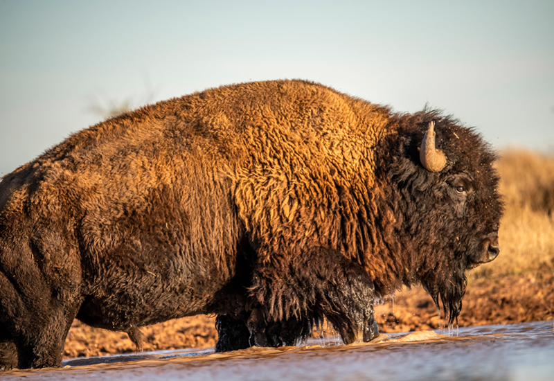 El Bisonte y la Reserva de Maderas del Carmen: Un Santuario de Vida Silvestre en Coahuila