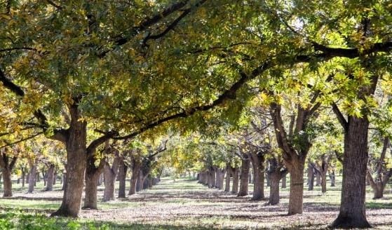 Aumenta precio de la nuez en Parras