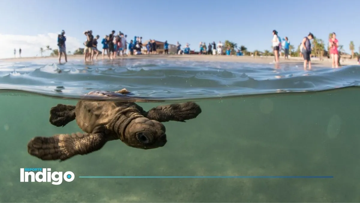 Salvar las tortugas