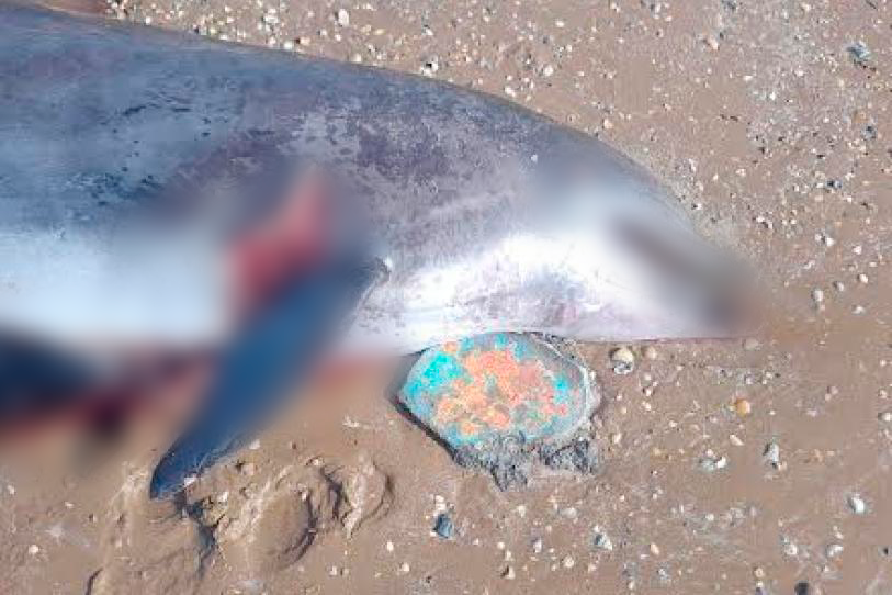 Aparece primer delfín sin vida en Playa Bagdad de Tamaulipas en 2026