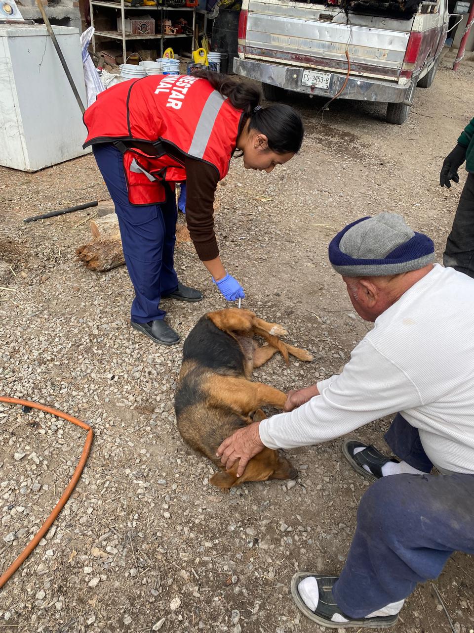 Atienden quemaduras a heroína canina “Nenay”