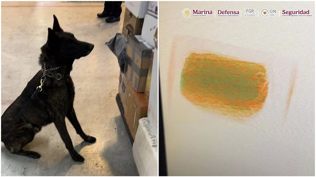 Olfato de oro: ‘Néstor’, perrito de la Semar, halla f*ntanilo con valor de 20 mdd en el AICM