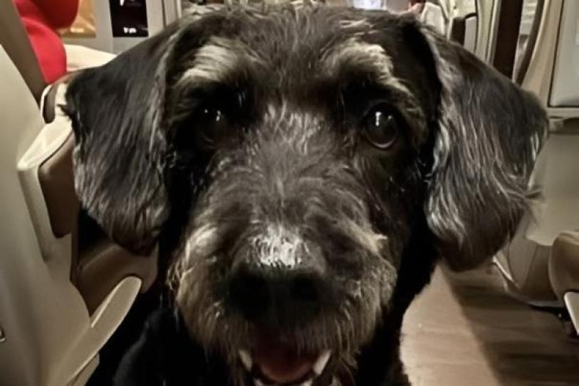 Localizan a Boro, el perro perdido tras accidente de tren en España