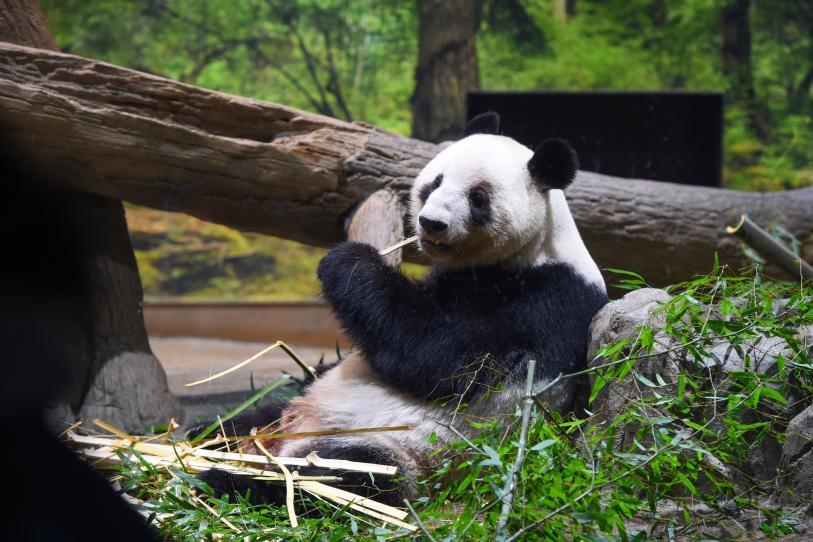 Últimos pandas dejan Japón en medio de tensiones con China