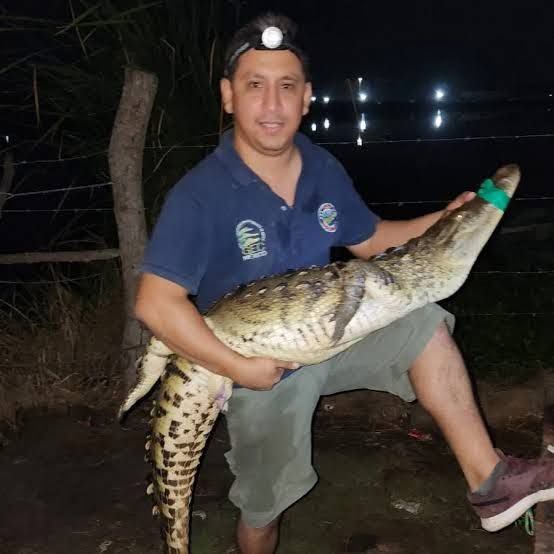 Ayudará especialista a capturar cocodrilos