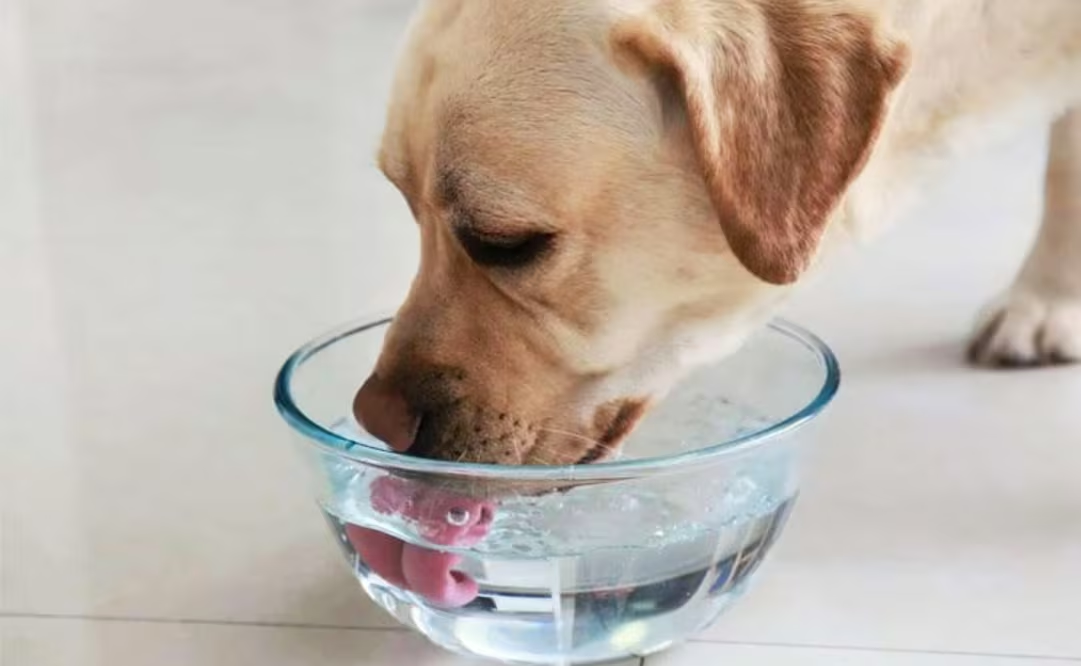 ¿Cómo proteger a tu perrito en temporada de calor?; conoce estos tips antes de sacarlo a pasear