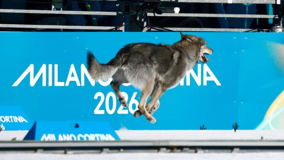¡Invitado inesperado! Un perro lobo cruza la meta detrás de dos corredoras en el esquí de fondo de los Juegos Olímpicos de Invierno