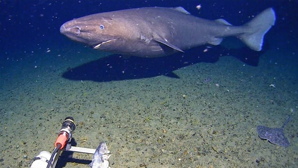 Investigadores no esperaban encontrar tiburones en la Antártida y aparece uno «enorme, como un tanque»