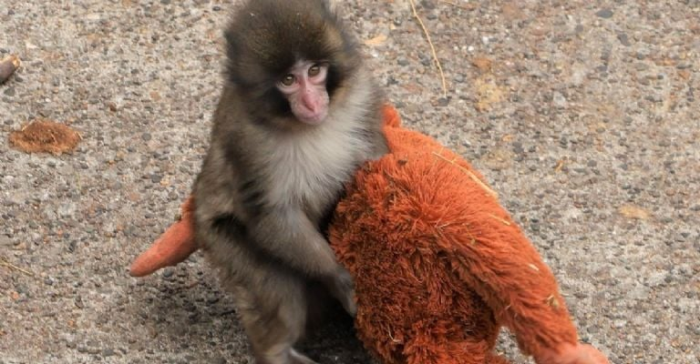 Punch, el pequeño macaco japonés, y su madre sustituta de peluche conquistan las redes sociales