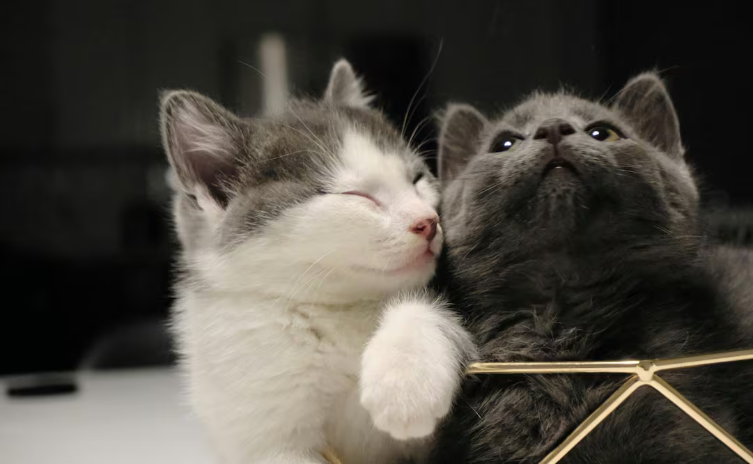 Día del Gato 2026: ¿por qué se celebra tres veces al año esta fecha?; conoce la peculiar razón