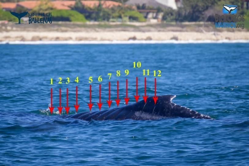 Mu3re cría de ballena jorobada arrollada hace días en Bahía de Banderas
