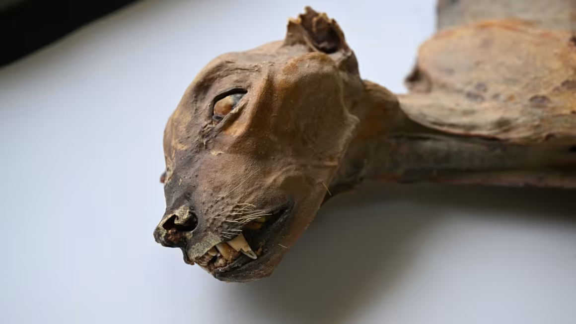 Científicos extrajeron ADN de restos momificados de guepardos e hicieron un descubrimiento sorprendente