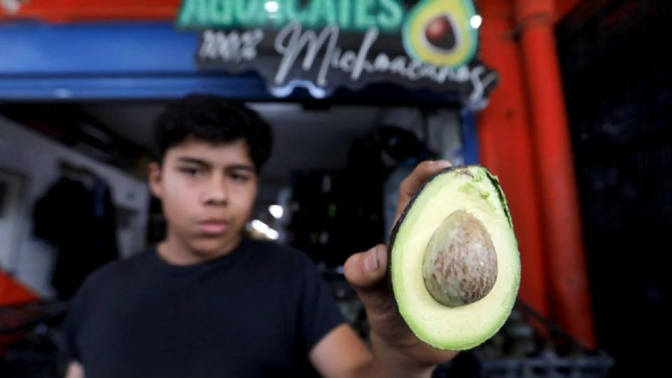 El aguacate mexicano repite como estrella del Super Bowl: reportan incremento de 11 por ciento en envíos a Estados Unidos