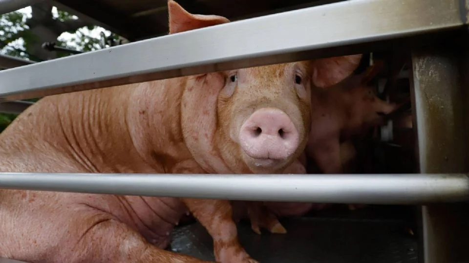 Cataluña reporta primer caso de gripe porcina en humano desde 2024