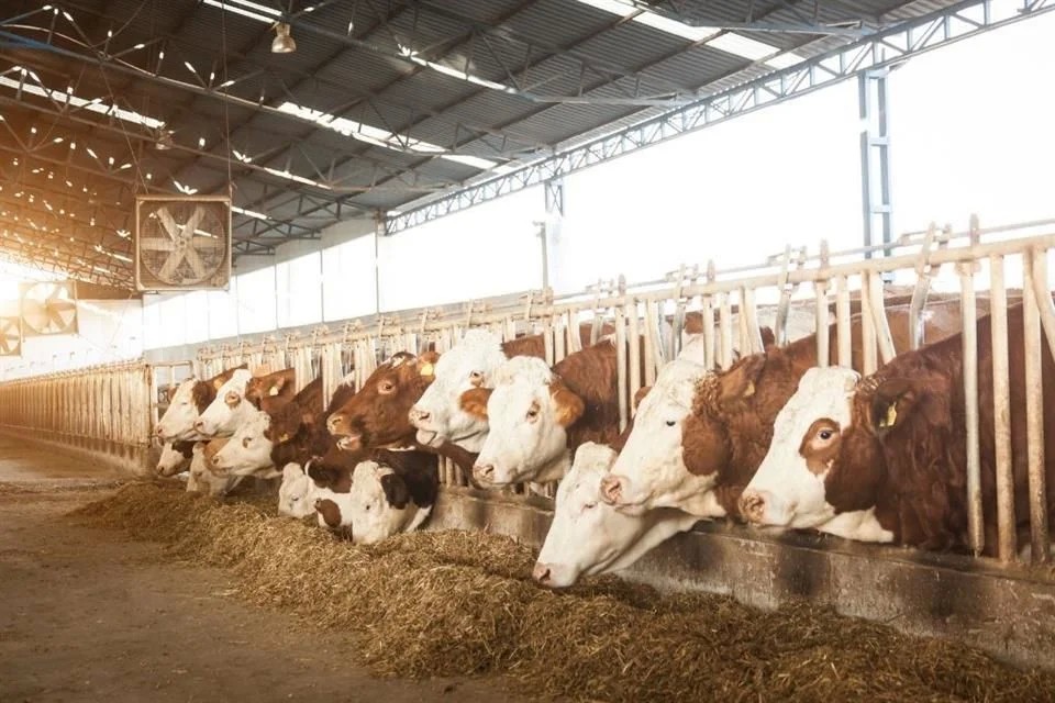 Planta contra barrenador estará en 2 meses; EU decidirá si abre frontera