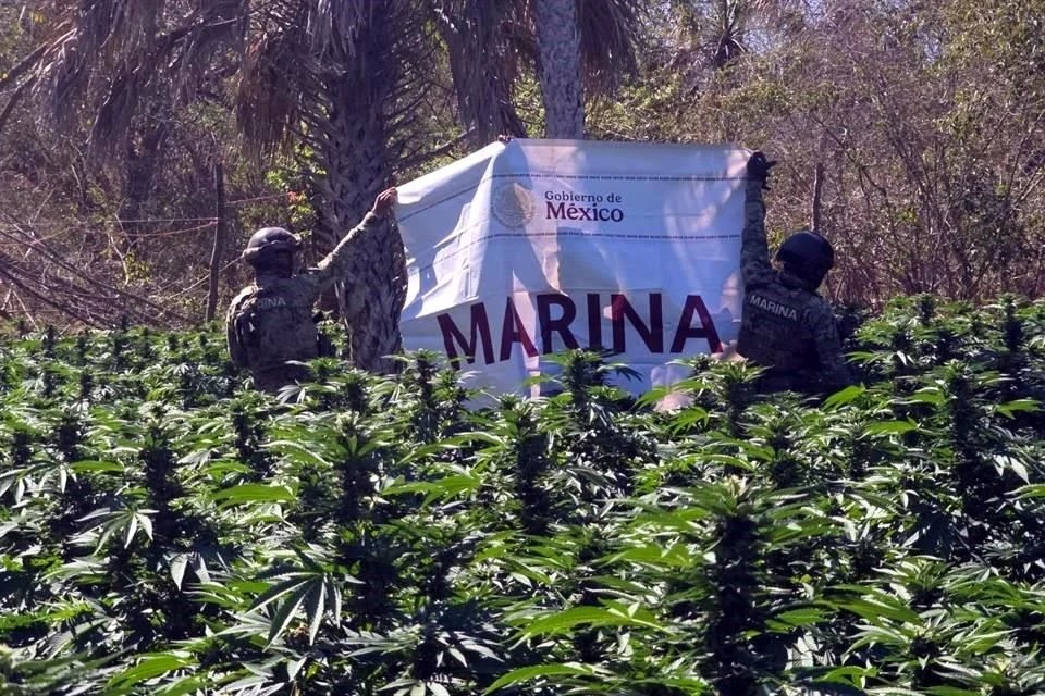 Destruye Marina plantíos y precursores en Sinaloa