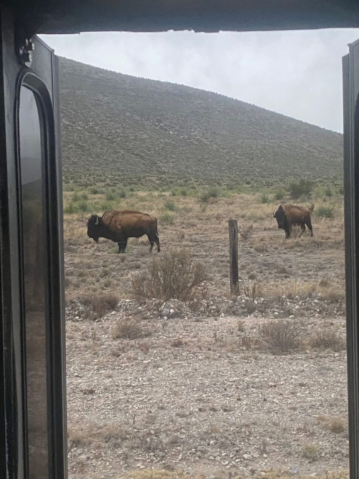Sorprenden bisontes a conductores en carretera General Cepeda–Parras