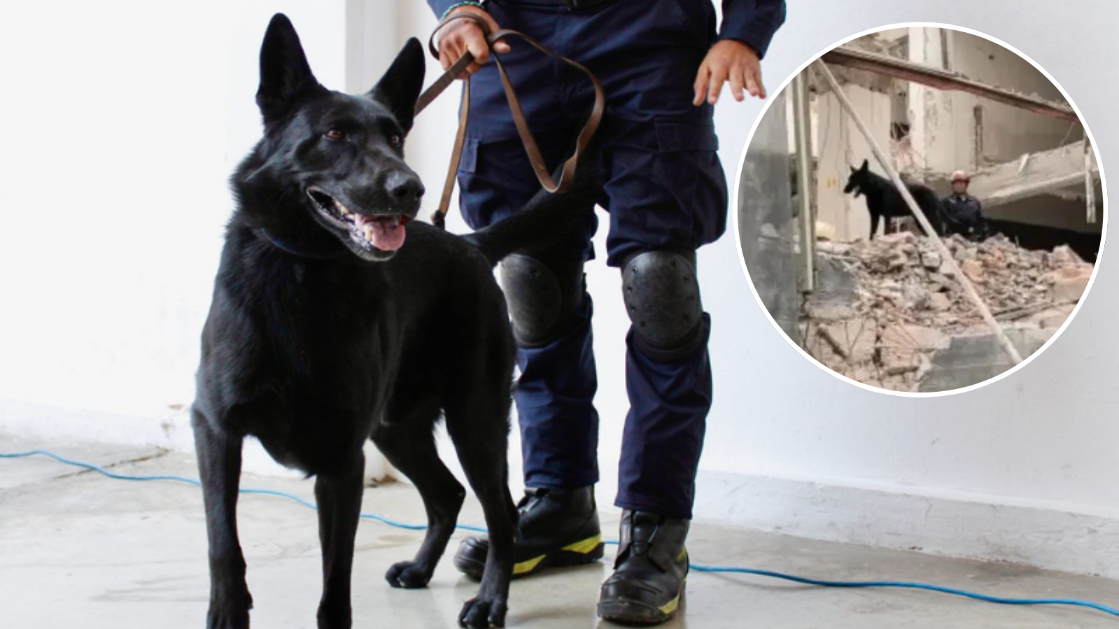 Perrito ‘Togo’ el héroe que ayudó a encontrar víctimas en derrumbe de San Antonio Abad