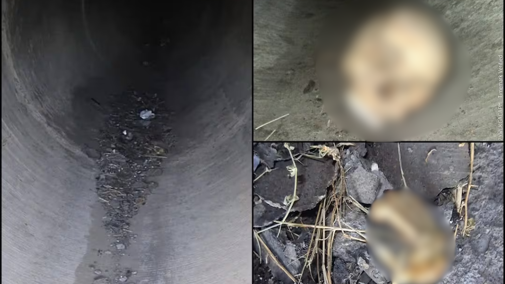 Hallan rest0s hum4nos en tubería de drenaje en Reynosa, Tamaulipas; podría tratarse de una mujer