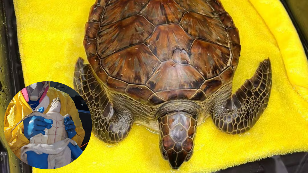 Rescatan a tortuga verde con hidrocarburos en playas de Veracruz; ejemplar se encuentra limpio, reporta Semarnat
