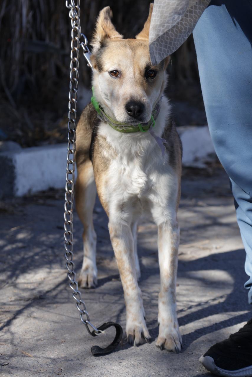 Acercan servicios gratuitos de salud animal a colonias