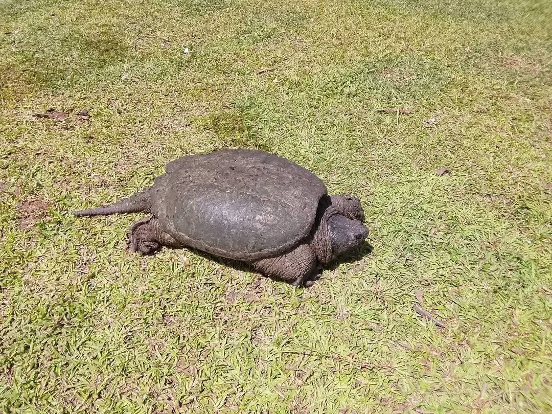 Abandonan tortuga lagarto en alberca