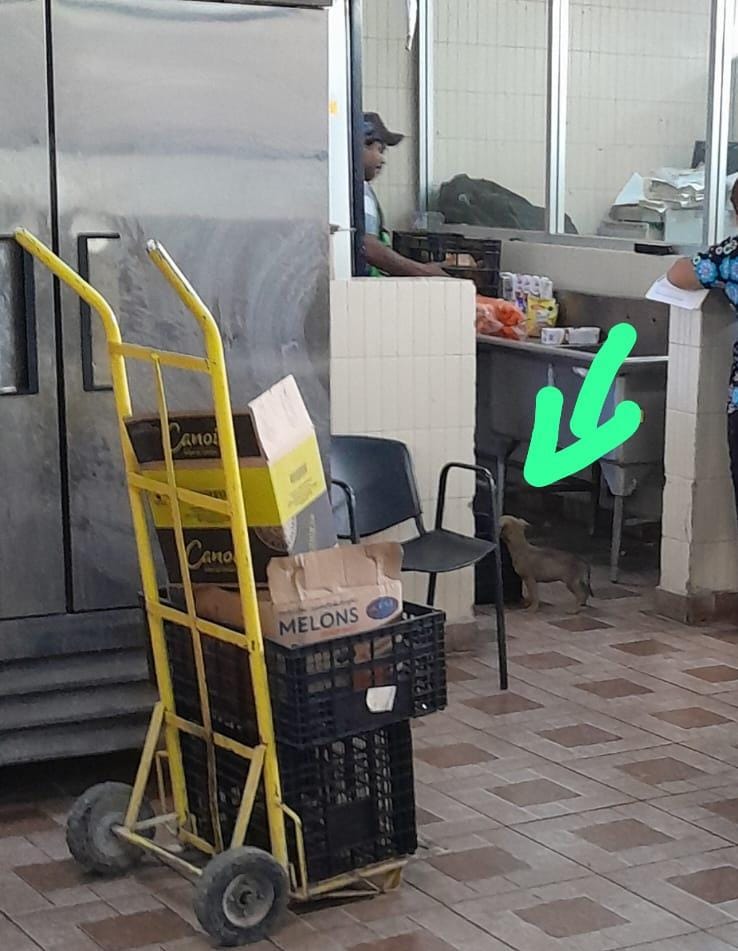Pasea perro en cocina de Clínica 27 del IMSS