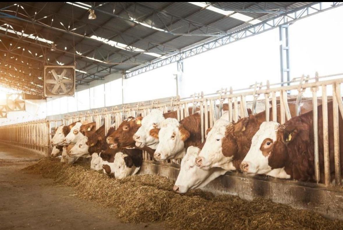 Planta contra barrenador en 2 meses; EU decidirá frontera