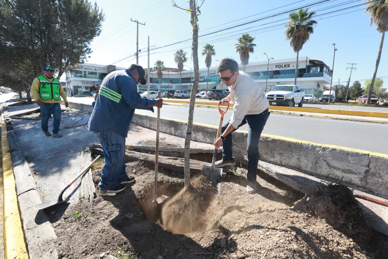 Impulsa Saltillo reforestación de vialidades con su programa “Bosques Lineales Urbanos”