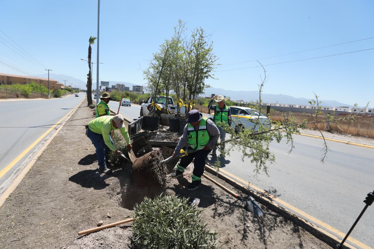 Intensifica Javier Díaz reforestación a través de “Bosque Lineales Urbanos”