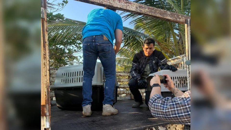 Derrame en Veracruz: ambientalistas denuncian que Nahle minimiza daño ambiental pese a fauna muerta y 630 km afectados