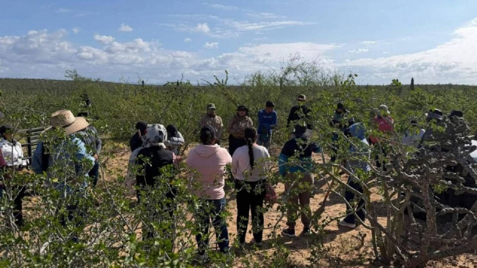 Madres buscadoras localizan cinco fosas clandestinas en Comondú, Baja California Sur