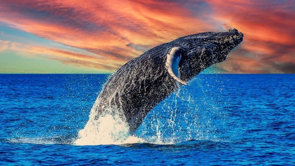 «Las ballenas van ganando»: ONG celebra suspensión de tránsito de buques por el Golfo de California