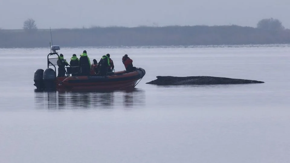 Dejarán m0rir en paz a la ballena varada en el Báltico tras fracaso de su «última oportunidad”